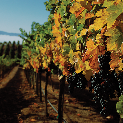 Anderson Valley Outland Ridge